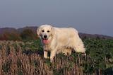 GOLDEN RETRIEVER 876